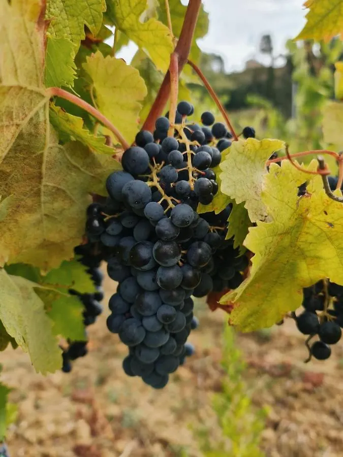 Podere Borgaruccio Peccioli